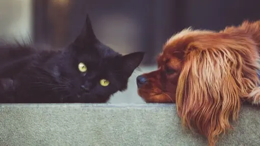 bufete de abogados en cali